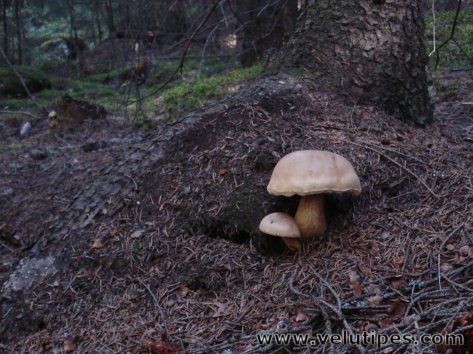 Tylopilus felleus