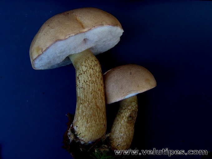 Tylopilus felleus