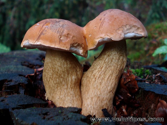 Tylopilus felleus