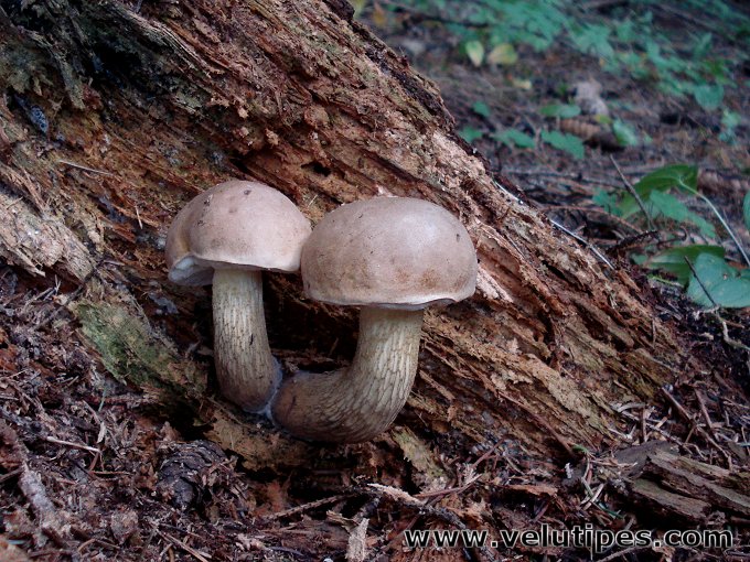 Tylopilus felleus