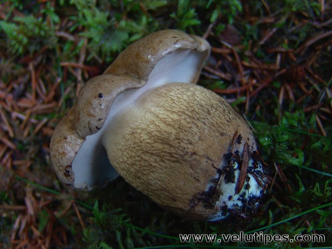 Tylopilus felleus