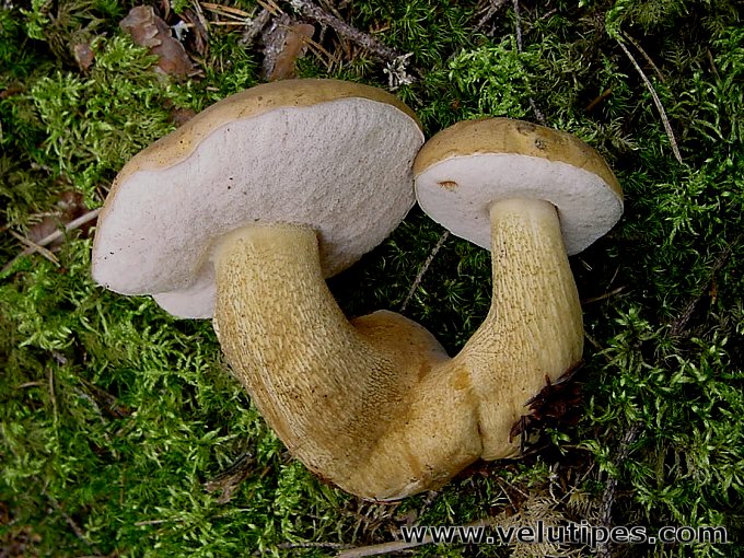 Tylopilus felleus