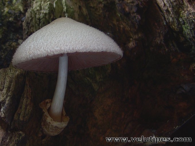  Volvariella bombycina 