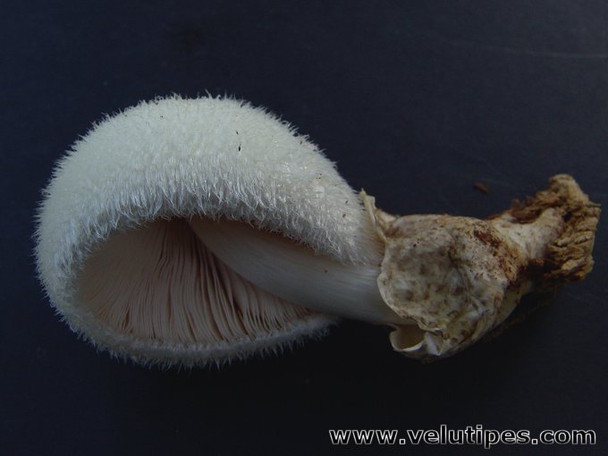  Volvariella bombycina 