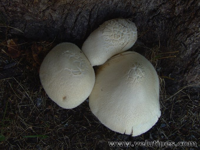  Volvariella bombycina 