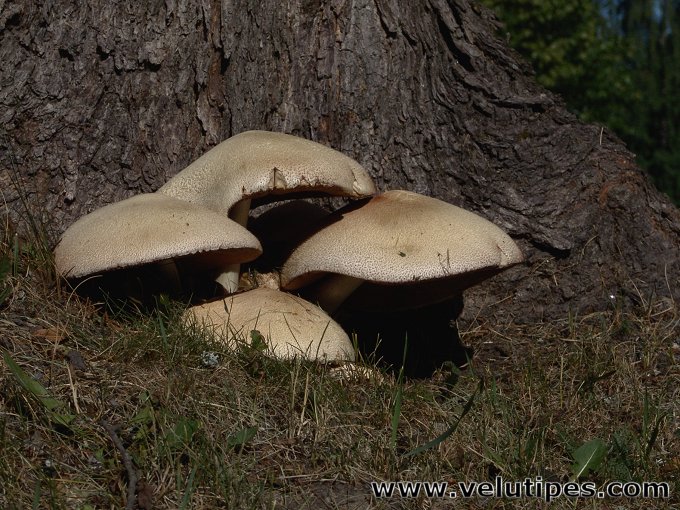 Volvariella bombycina 