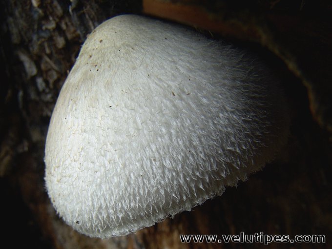  Volvariella bombycina 