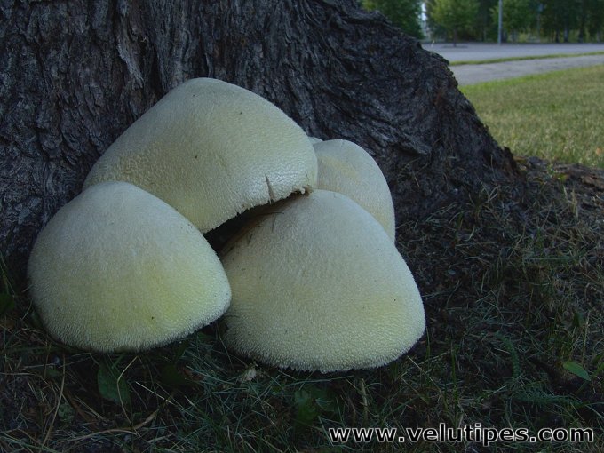  Volvariella bombycina 
