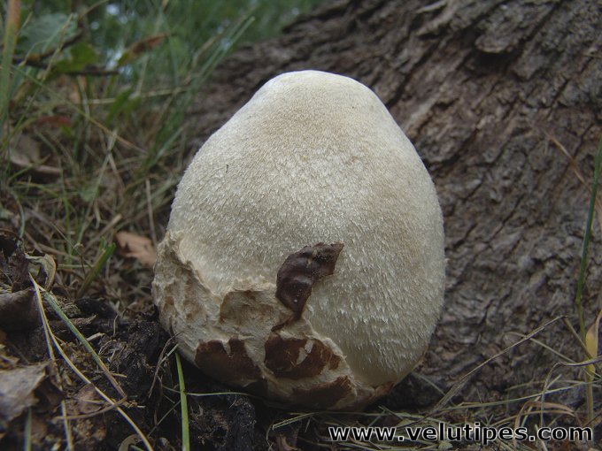  Volvariella bombycina 
