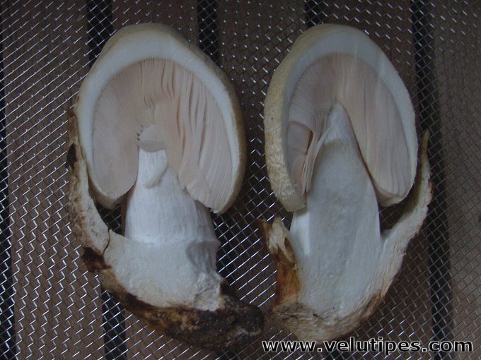  Volvariella bombycina 