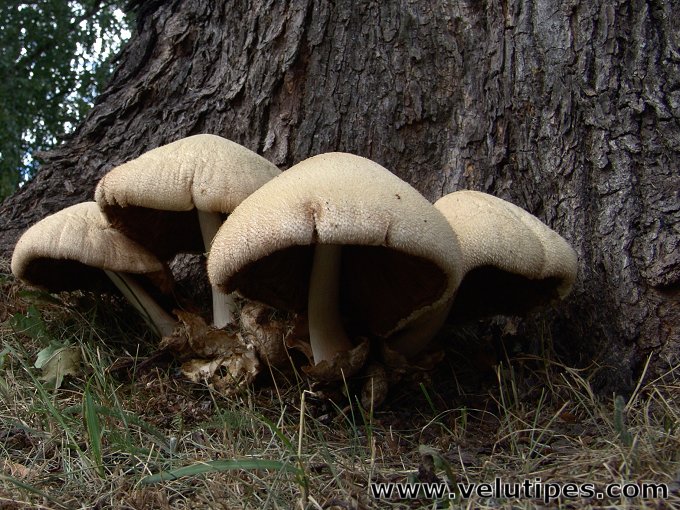  Volvariella bombycina 
