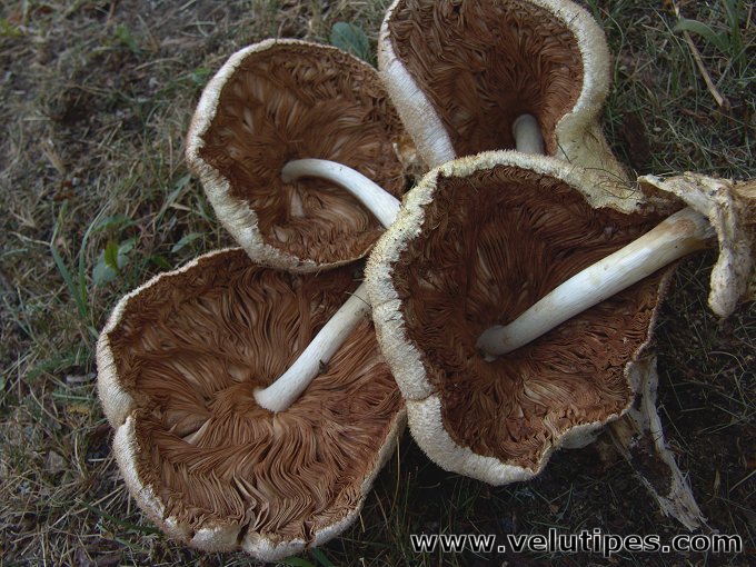  Volvariella bombycina 