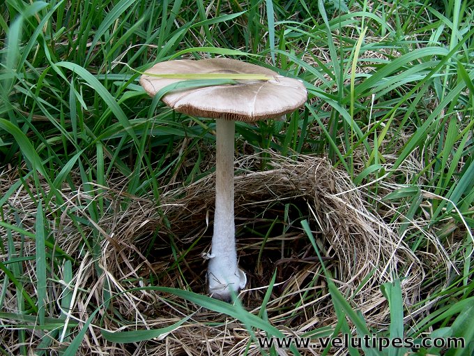  Volvariella gloiocephala 