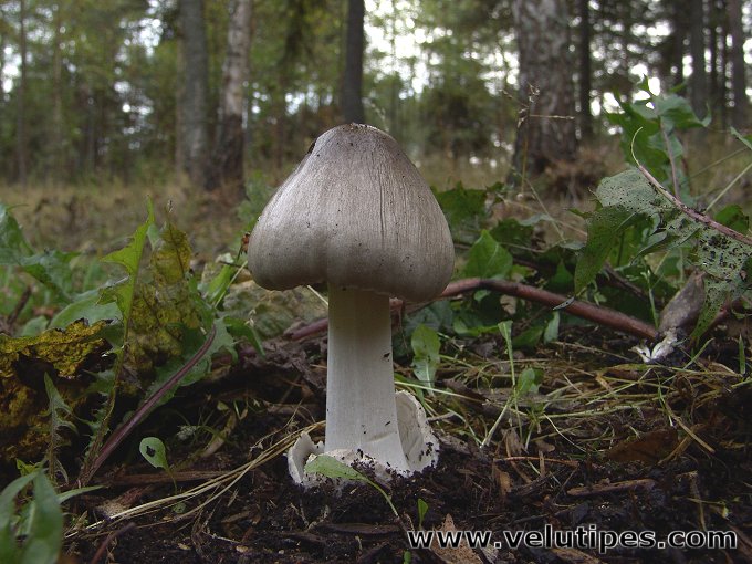  Volvariella gloiocephala 