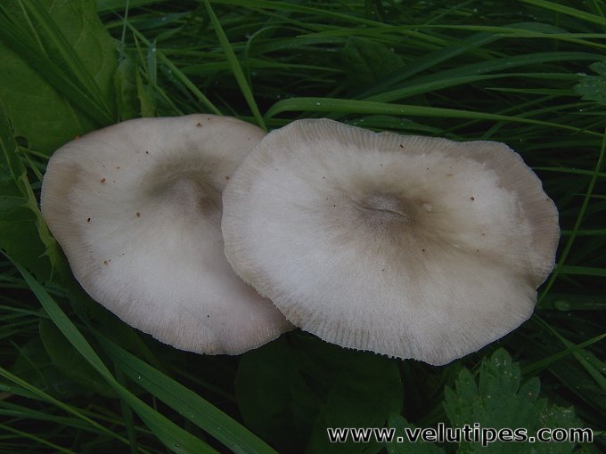  Volvariella gloiocephala 