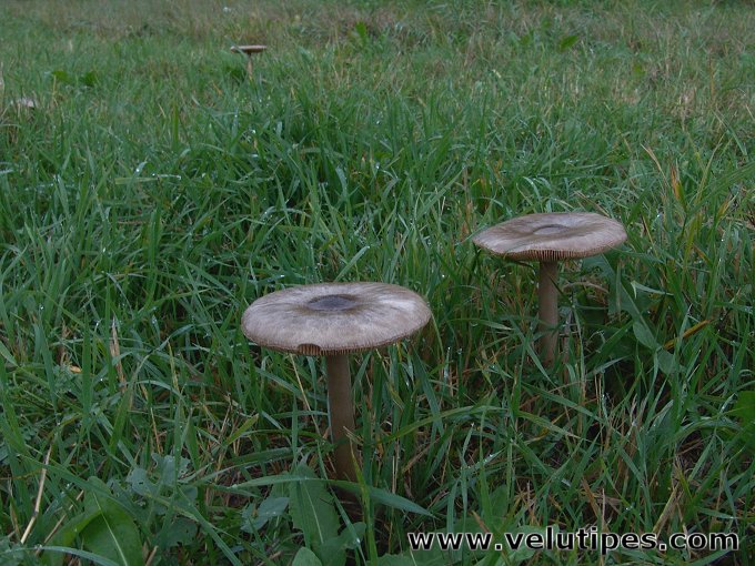  Volvariella gloiocephala 