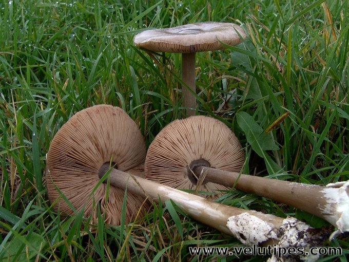  Volvariella gloiocephala 