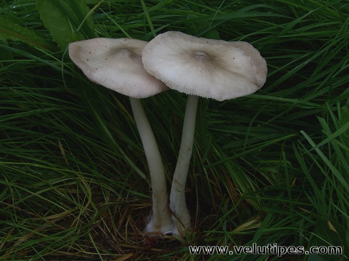  Volvariella gloiocephala 