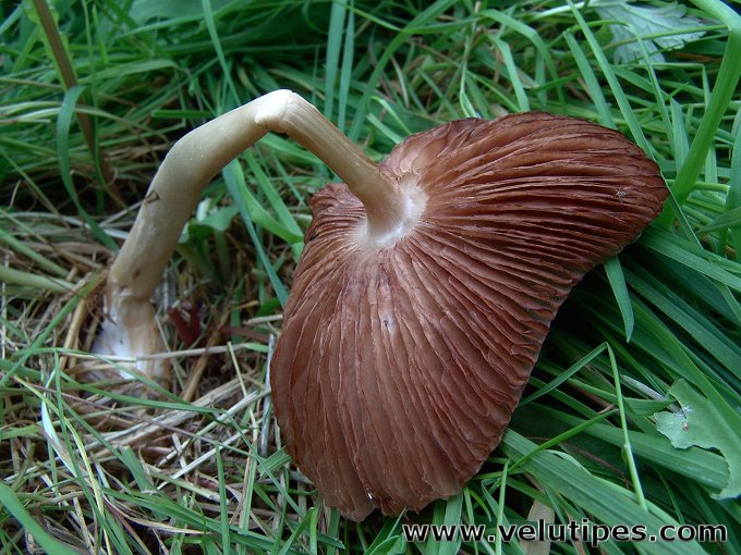  Volvariella gloiocephala 