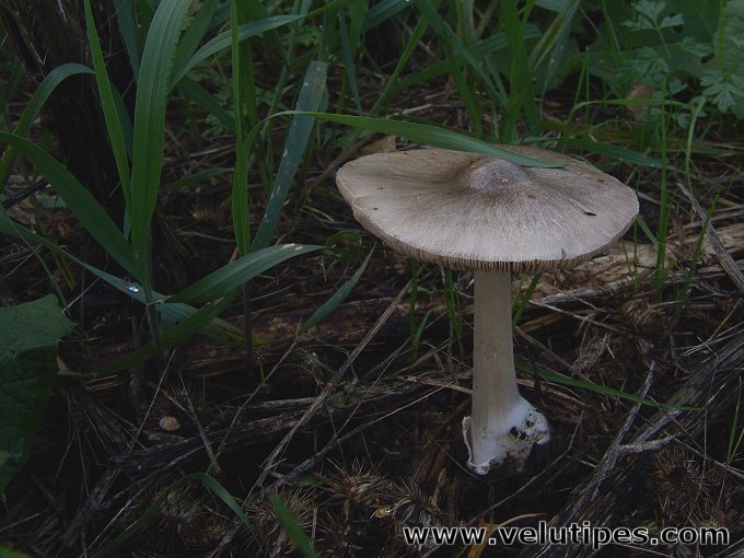  Volvariella gloiocephala 