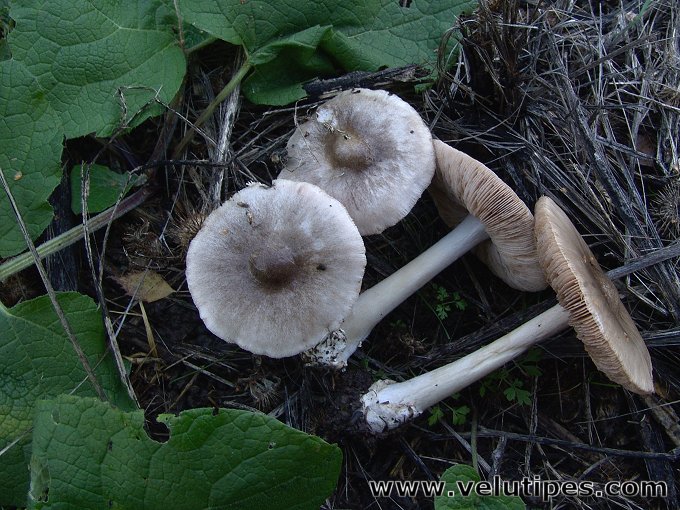  Volvariella gloiocephala 