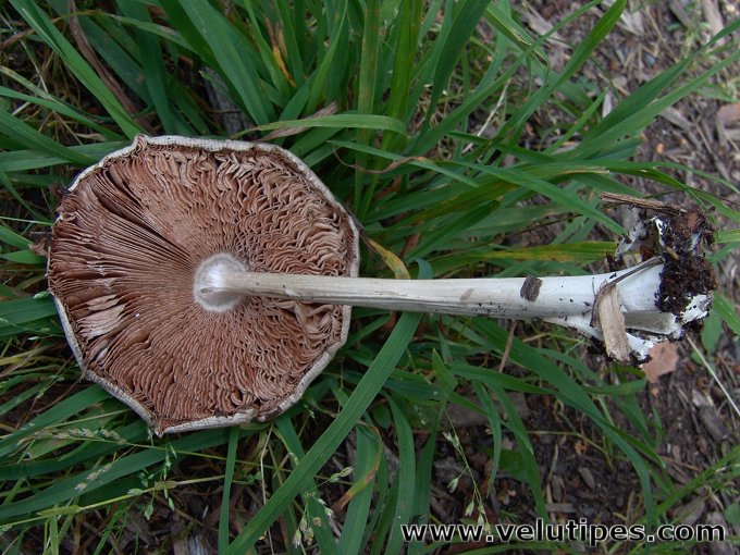  Volvariella gloiocephala 