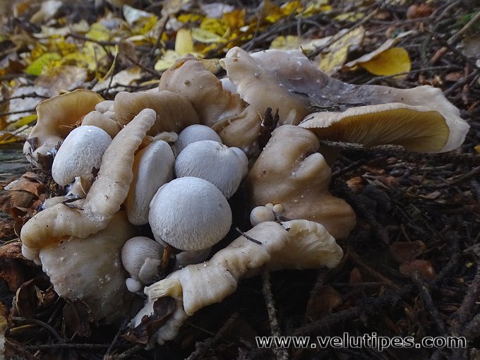 Volvariella surrecta