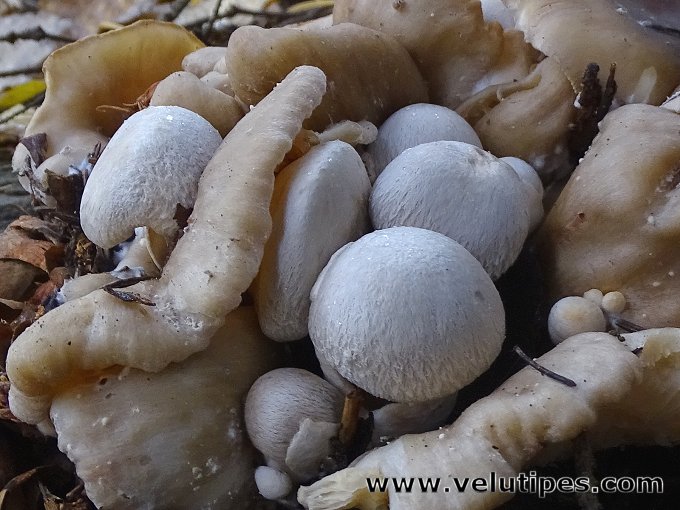 Volvariella surrecta