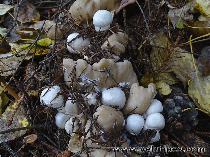Volvariella surrecta
