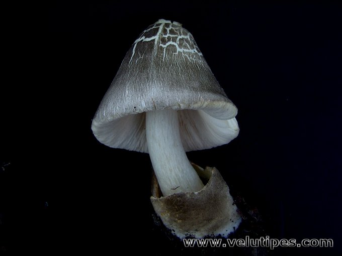 Volvariella volvacea