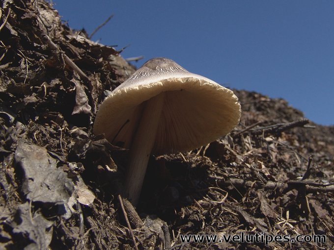 Volvariella volvacea