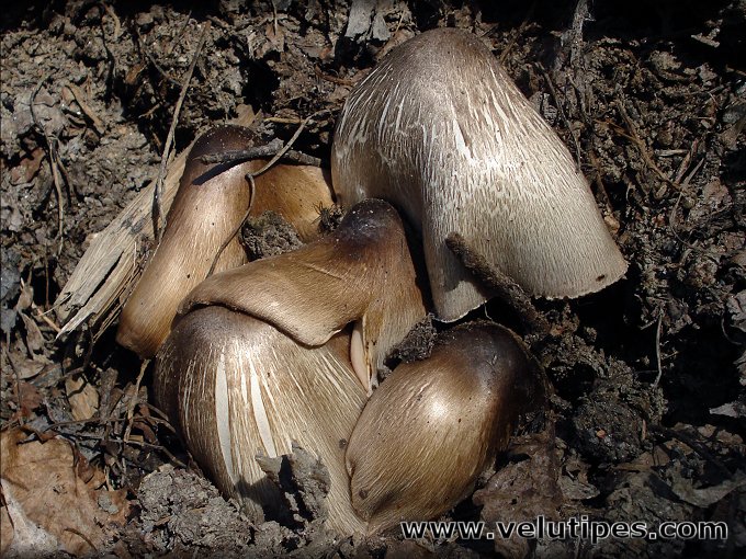 Volvariella volvacea