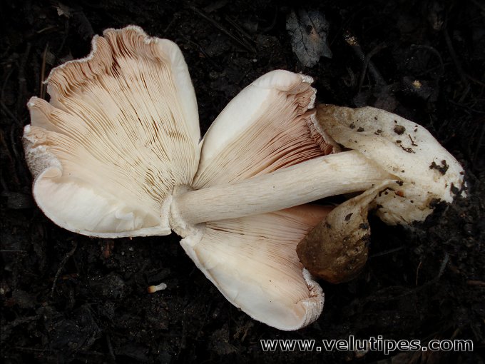 Volvariella volvacea