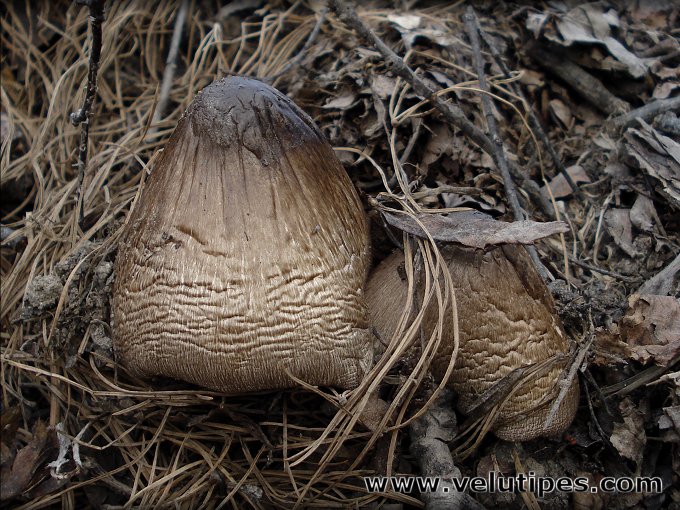 Volvariella volvacea