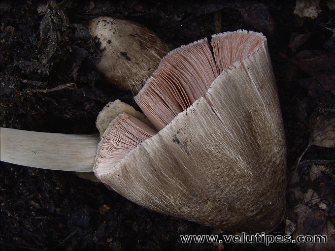 Volvariella volvacea