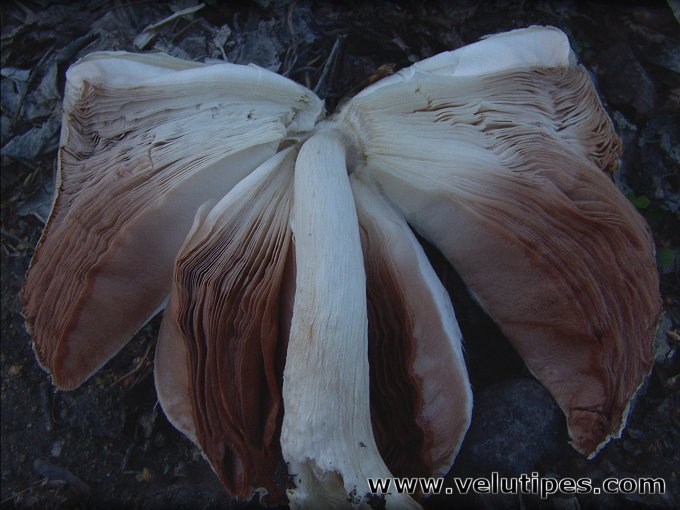 Volvariella volvacea