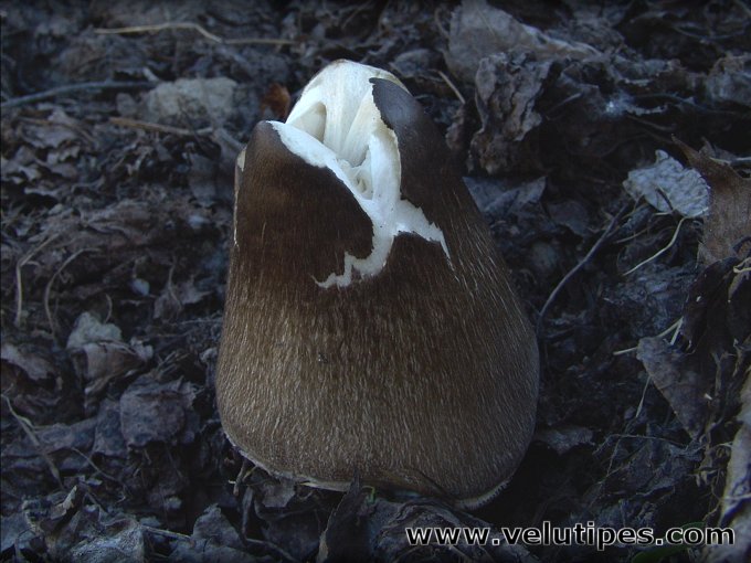 Volvariella volvacea