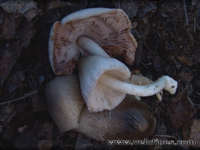 Volvariella volvacea