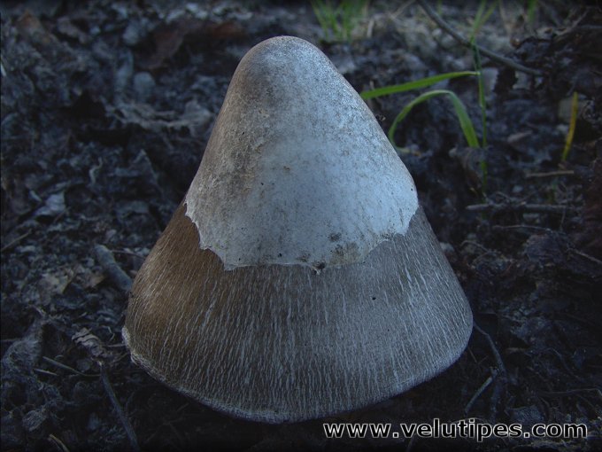 Volvariella volvacea