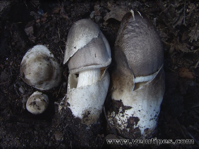 Volvariella volvacea