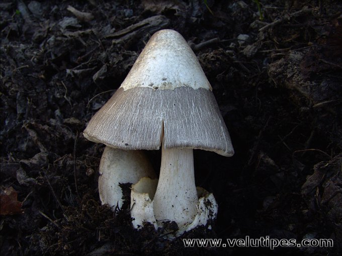 Volvariella volvacea