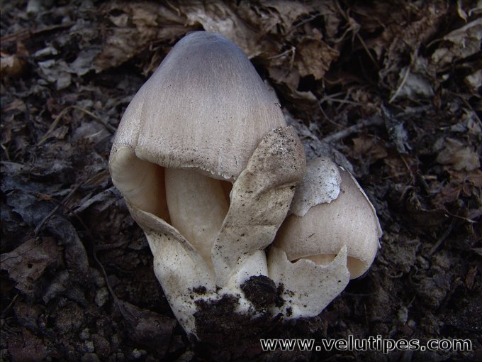 Volvariella volvacea
