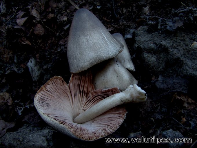 Volvariella volvacea