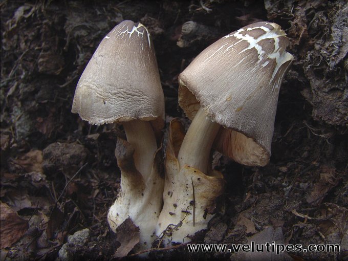 Volvariella volvacea, viljelytuppisieni Natural Fungi in Finland