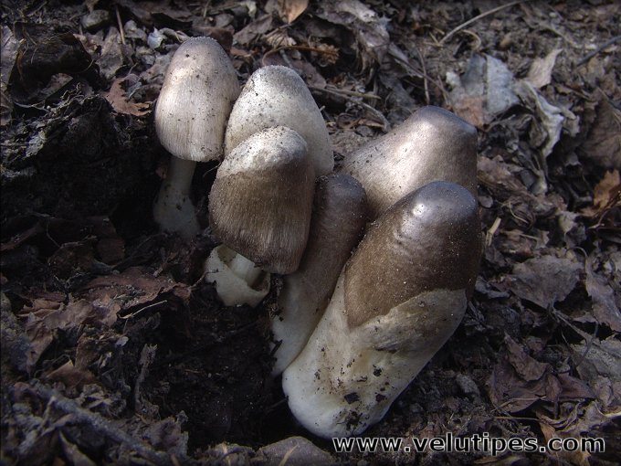 Volvariella volvacea