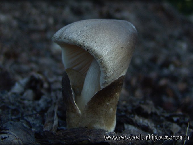 Volvariella volvacea