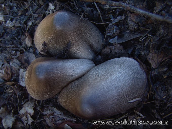 Volvariella volvacea