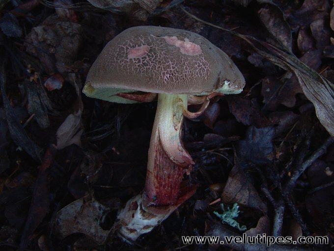 Xerocomus chrysenteron