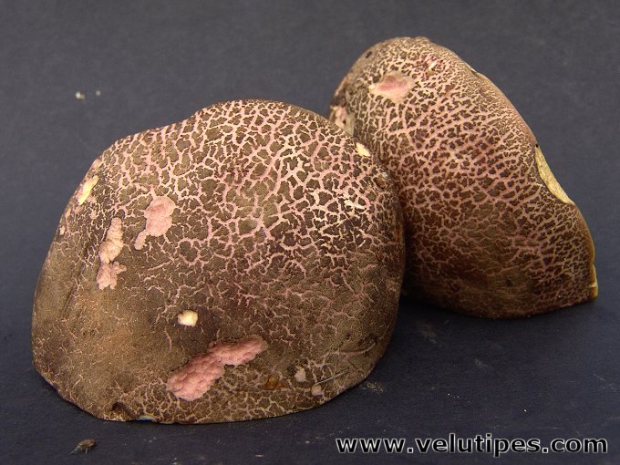 Xerocomus chrysenteron