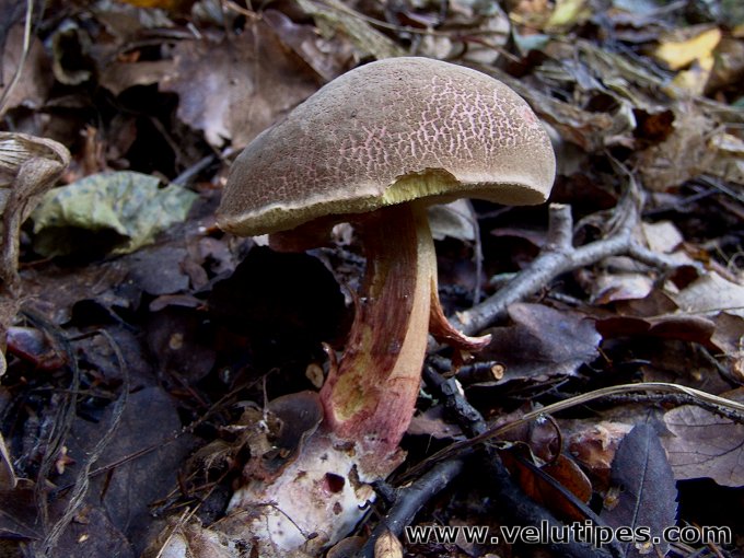 Xerocomus chrysenteron